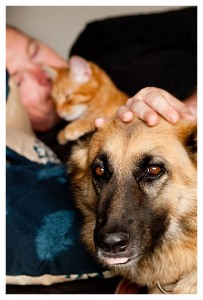 German Shepherd Dog 'Shakira' & Manx Cat 'Cujo' :: Teale Shapcott Photography