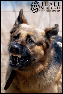 German Shepherd Dog Obedience / Protection Training :: Teale Shapcott Photography
