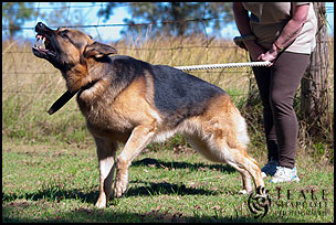 AYW-jill-20110501-axel-0150