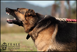 German Shepherd Dog Obedience / Protection Training :: Teale Shapcott Photography