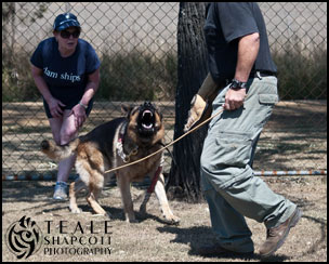 German Shepherd Dog Obedience / Protection Training :: Teale Shapcott Photography