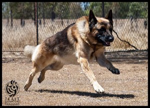 German Shepherd Dog 'Buddie' :: Teale Shapcott Photography