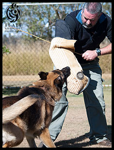 Teamwork Dog Obedience - Carseldine, Caboolture, Redcliffe ... 20110626buddie2224 - Aylwards Dog School | Ipswich ...