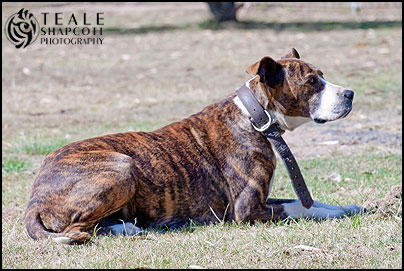 Bull Arab dog demonstrating advanced obedience & protection training. Photo by Teale Shapcott