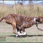 Bull Arab Dog Brinny - Personal Protection Dog
