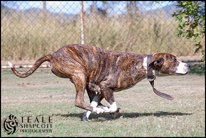 Bull Arab dog demonstrating advanced obedience & protection training. Photo by Teale Shapcott