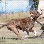 Bull Arab Dog Brinny - Personal Protection Dog
