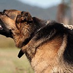 Protection Dog Profile – Axel
