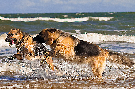beach red dog island bribie shakira dogs leash off sian