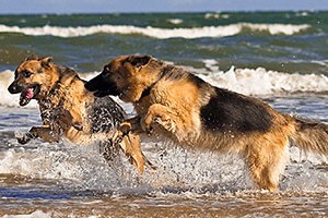 Off leash dog beach – Red Beach, Bribie Island