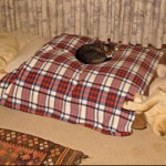 Funny Video of Cats stealing the Dogs Bed