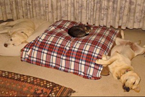 Funny Video of Cats stealing the Dogs Bed