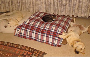 Funny Video of Cats stealing the Dogs Bed