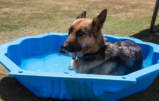 10 tips to avoid pet heat stress