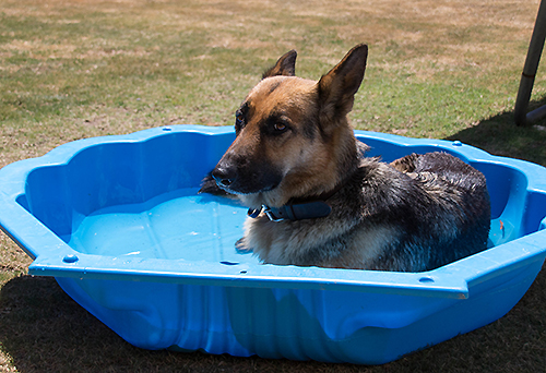 Keeping cool in a Clam Shell Pool available from Bunnings for $12.50