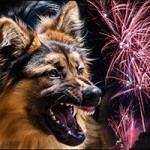 Dogs & Fireworks: Tips to reduce anxiety