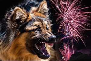 Dogs & Fireworks: Tips to reduce anxiety