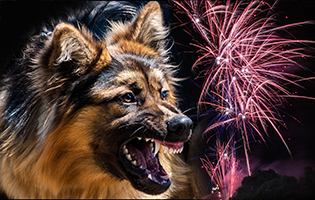 Dogs & Fireworks: Tips to reduce anxiety